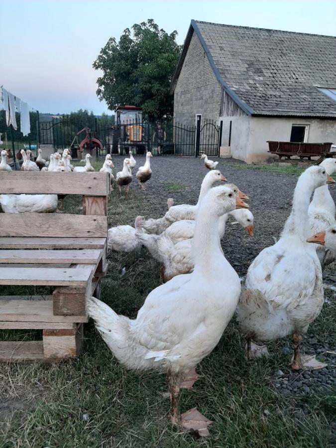 Gosp. Agroturystyczne Stary Gaj Villa Zerkowice Екстериор снимка